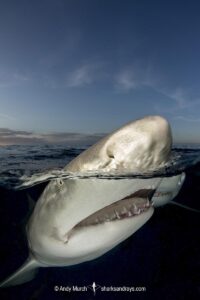 Lemon Shark (Negaprion brevirostris) at Tiger Beach; a popular shark diving spot on Little Bahama Bank in the Northern Caribbean.