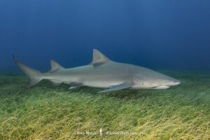 Lemon Shark (Negaprion brevirostris) at Tiger Beach; a popular shark diving spot on Little Bahama Bank in the Northern Caribbean.