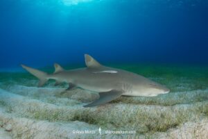 Lemon Shark (Negaprion brevirostris) at Tiger Beach; a popular shark diving spot on Little Bahama Bank in the Northern Caribbean.