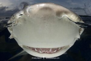 Lemon Shark (Negaprion brevirostris) at Tiger Beach; a popular shark diving spot on Little Bahama Bank in the Northern Caribbean.