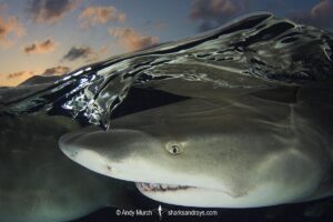 Lemon Shark (Negaprion brevirostris) at Tiger Beach; a popular shark diving spot on Little Bahama Bank in the Northern Caribbean.