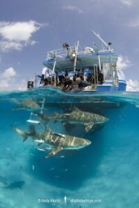 Lemon Shark (Negaprion brevirostris) at Tiger Beach; a popular shark diving spot on Little Bahama Bank in the Northern Caribbean.