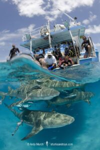 Lemon Shark (Negaprion brevirostris) at Tiger Beach; a popular shark diving spot on Little Bahama Bank in the Northern Caribbean.