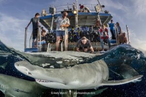 Lemon Shark (Negaprion brevirostris) at Tiger Beach; a popular shark diving spot on Little Bahama Bank in the Northern Caribbean.