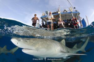 Lemon Shark (Negaprion brevirostris) at Tiger Beach; a popular shark diving spot on Little Bahama Bank in the Northern Caribbean.