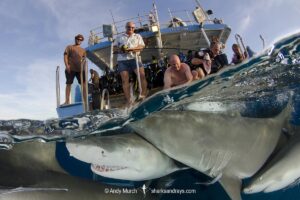 Lemon Shark (Negaprion brevirostris) at Tiger Beach; a popular shark diving spot on Little Bahama Bank in the Northern Caribbean.