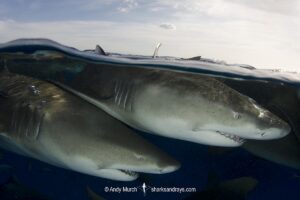 Lemon Shark (Negaprion brevirostris) at Tiger Beach; a popular shark diving spot on Little Bahama Bank in the Northern Caribbean.