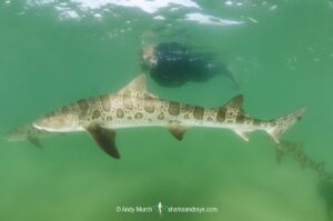 Leopard Houndshark, Triakis semifasciata. Aka leopard shark. La Jolla, California, USA, Eastern Pacific.