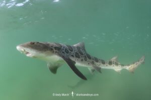 Leopard Houndshark, Triakis semifasciata. Aka leopard shark. La Jolla, California, USA, Eastern Pacific.