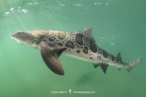 Leopard Houndshark, Triakis semifasciata. Aka leopard shark. La Jolla, California, USA, Eastern Pacific.
