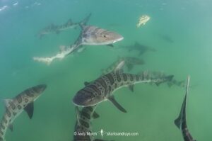 Leopard Houndshark, Triakis semifasciata. Aka leopard shark. La Jolla, California, USA, Eastern Pacific.