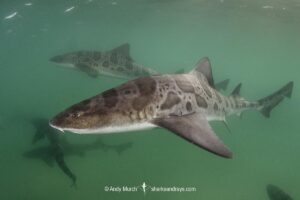 Leopard Houndshark, Triakis semifasciata. Aka leopard shark. La Jolla, California, USA, Eastern Pacific.