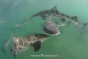 Leopard Houndshark, Triakis semifasciata. Aka leopard shark. La Jolla, California, USA, Eastern Pacific.