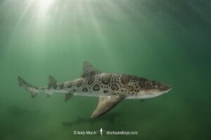 Leopard Houndshark, Triakis semifasciata. Aka leopard shark. La Jolla, California, USA, Eastern Pacific.