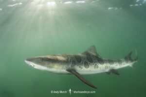 Leopard Houndshark, Triakis semifasciata. Aka leopard shark. La Jolla, California, USA, Eastern Pacific.