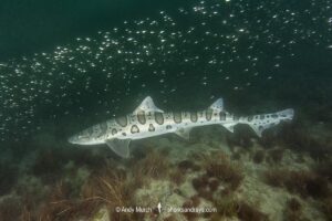Leopard Houndshark, Triakis semifasciata. Aka leopard shark. La Jolla, California, USA, Eastern Pacific.
