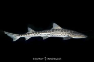 Leopard houndshark, Triakis semifasciata, with unusual markings. California, USA, Eastern Pacific.