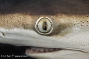 Pacific Sharpnose Shark, Rhizoprionodon longurio, eye detail. Sea of Cortez, Mulege, Baja, Mexico.