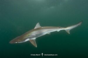 Pacific sharpnose shark, Rhizoprionodon longurio, Mulege, Baja, Mexico, Sea of Cortez.