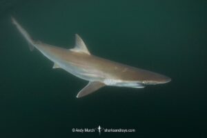 Pacific sharpnose shark, Rhizoprionodon longurio, Mulege, Baja, Mexico, Sea of Cortez.