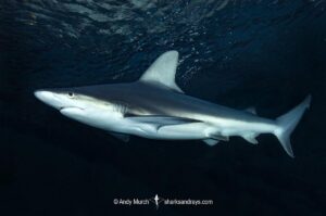 Sandbar Shark - Carcharhinus plumbeus. Swimming at night. Texas, USA.