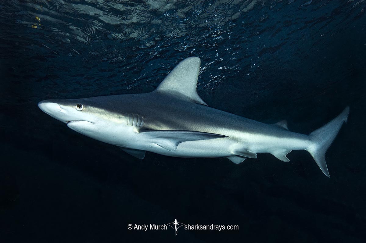 Sandbar Shark Carcharhinus Plumbeus