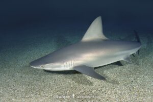 Sandbar shark, Carcharhinus plumbeus, a wide ranging species in tropical and subtropical seas.