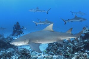 Sharptooth Lemon Shark, Negaprion acutidens. Aka sicklefin lemon shark or Indo-Pacific Lemon Shark. White Valley, Tahiti, Society Islands, French Polynesia.