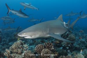 Sharptooth Lemon Shark, Negaprion acutidens. Aka sicklefin lemon shark or Indo-Pacific Lemon Shark. White Valley, Tahiti, Society Islands, French Polynesia.