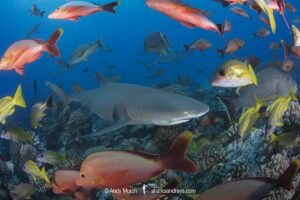 Sharptooth Lemon Shark, Negaprion acutidens. Aka sicklefin lemon shark or Indo-Pacific Lemon Shark. White Valley, Tahiti, Society Islands, French Polynesia.
