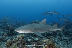 Sharptooth Lemon Shark, Negaprion acutidens. Aka sicklefin lemon shark or Indo-Pacific Lemon Shark. White Valley, Tahiti, Society Islands, French Polynesia.