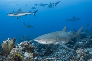 Sharptooth Lemon Shark, Negaprion acutidens. Aka sicklefin lemon shark or Indo-Pacific Lemon Shark. White Valley, Tahiti, Society Islands, French Polynesia.
