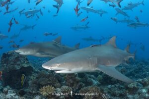 Sharptooth Lemon Shark, Negaprion acutidens. Aka sicklefin lemon shark or Indo-Pacific Lemon Shark. White Valley, Tahiti, Society Islands, French Polynesia.