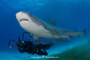 Tiger Shark, Galeocerdo cuvier. At Tiger Beach; a famous shark diving site on Little Bahama Bank in the Bahamas.