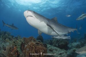 Tiger Shark, Galeocerdo cuvier. At Tiger Beach; a famous shark diving site on Little Bahama Bank in the Bahamas.
