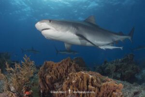 Tiger Shark, Galeocerdo cuvier. At Tiger Beach; a famous shark diving site on Little Bahama Bank in the Bahamas.