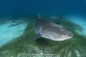 Tiger Shark, Galeocerdo cuvier. At Tiger Beach; a famous shark diving site on Little Bahama Bank in the Bahamas.