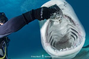 Tiger Shark, Galeocerdo cuvier. At Tiger Beach; a famous shark diving site on Little Bahama Bank in the Bahamas.