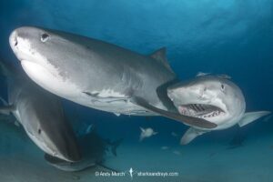 Tiger Shark, Galeocerdo cuvier. At Tiger Beach; a famous shark diving site on Little Bahama Bank in the Bahamas.
