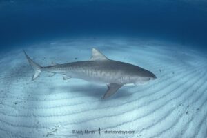 Tiger Shark, Galeocerdo cuvier. At Tiger Beach; a famous shark diving site on Little Bahama Bank in the Bahamas.