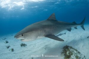 Tiger Shark, Galeocerdo cuvier. At Tiger Beach; a famous shark diving site on Little Bahama Bank in the Bahamas.
