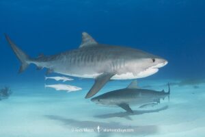 Tiger Shark, Galeocerdo cuvier. At Tiger Beach; a famous shark diving site on Little Bahama Bank in the Bahamas.