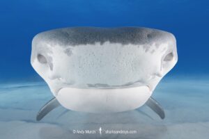 Tiger Shark, Galeocerdo cuvier. At Tiger Beach; a famous shark diving site on Little Bahama Bank in the Bahamas.