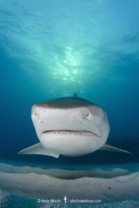 Tiger Shark, Galeocerdo cuvier. At Tiger Beach; a famous shark diving site on Little Bahama Bank in the Bahamas.