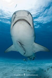 Tiger Shark, Galeocerdo cuvier. At Tiger Beach; a famous shark diving site on Little Bahama Bank in the Bahamas.