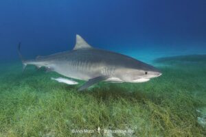 Tiger Shark, Galeocerdo cuvier. At Tiger Beach; a famous shark diving site on Little Bahama Bank in the Bahamas.
