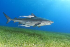 Tiger Shark, Galeocerdo cuvier. At Tiger Beach; a famous shark diving site on Little Bahama Bank in the Bahamas.