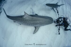 Tiger Shark, Galeocerdo cuvier. At Tiger Beach; a famous shark diving site on Little Bahama Bank in the Bahamas.
