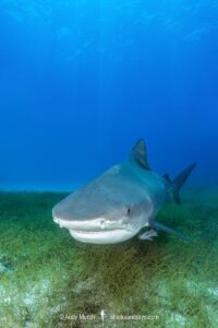 Tiger Shark, Galeocerdo cuvier. At Tiger Beach; a famous shark diving site on Little Bahama Bank in the Bahamas.