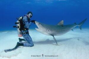 Tiger Shark, Galeocerdo cuvier. At Tiger Beach; a famous shark diving site on Little Bahama Bank in the Bahamas.